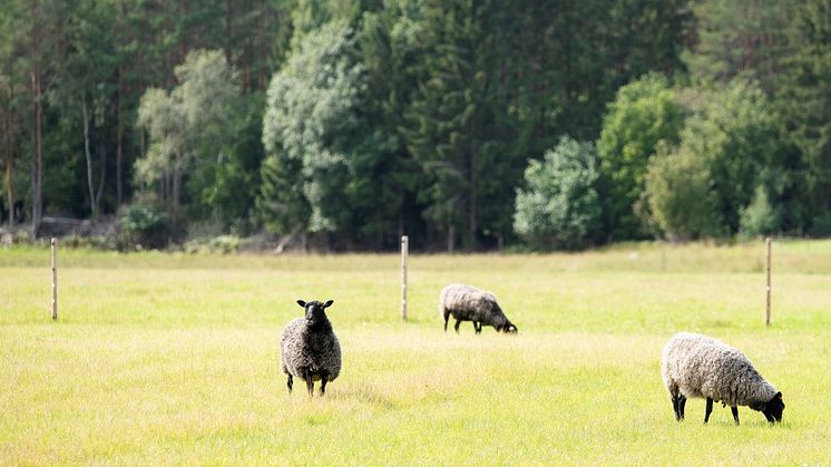 EU-kommissionen storsatsar på ekologisk mat för ökad hållbarhet