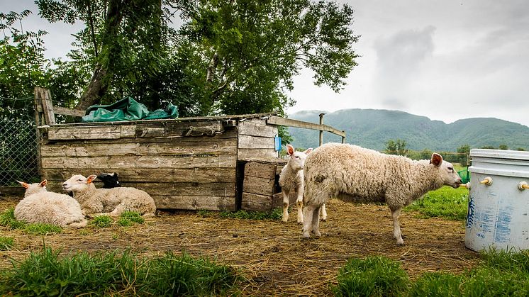 Bruk av ikke-økologisk melkeerstatning er kun mulig å bruke i de tilfeller hvor enkeltdyr ikke får tilstrekkelig med melk fra egen mor eller amme. Foto: Debio.