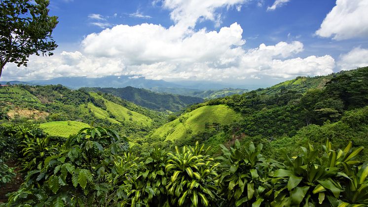 Forest Day Costa Rica