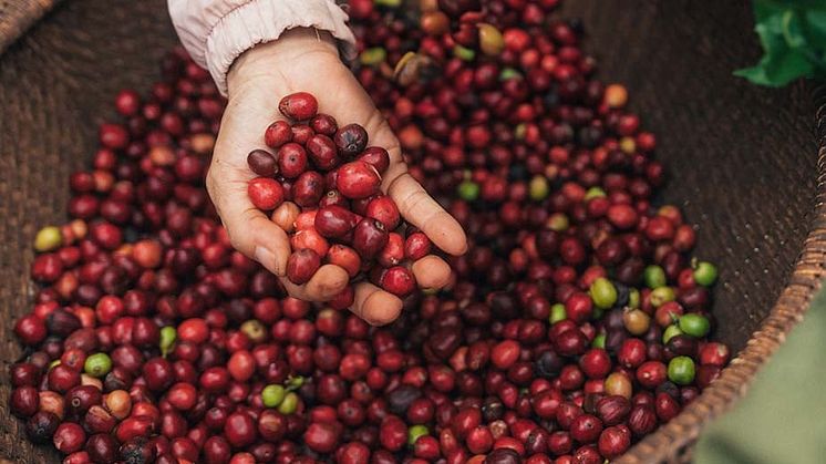 Nescafé Plan 2030 Progress Report: mer regenerativt landbruk, høyere produktivitet og reduserte klimagassutslipp