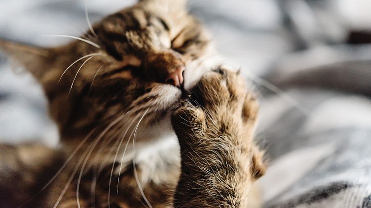 ​68% borstar aldrig tänderna på sina katter