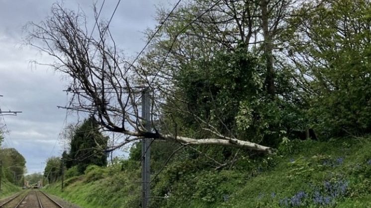 West Midlands Railway: Disruption on Cross City Line due to fallen tree