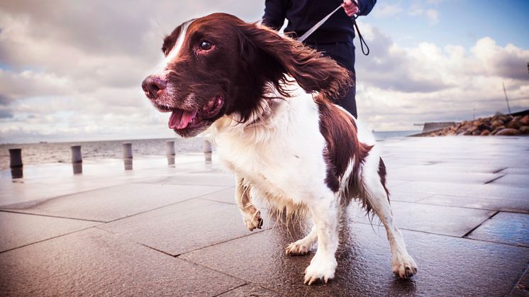 Årets narkotikasökhund Billy i full fart med förare Anders Mårtensson i bakgrunden