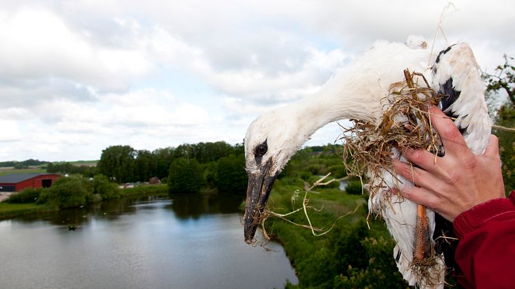 Ringmärkning av årets storkar i Flyinge