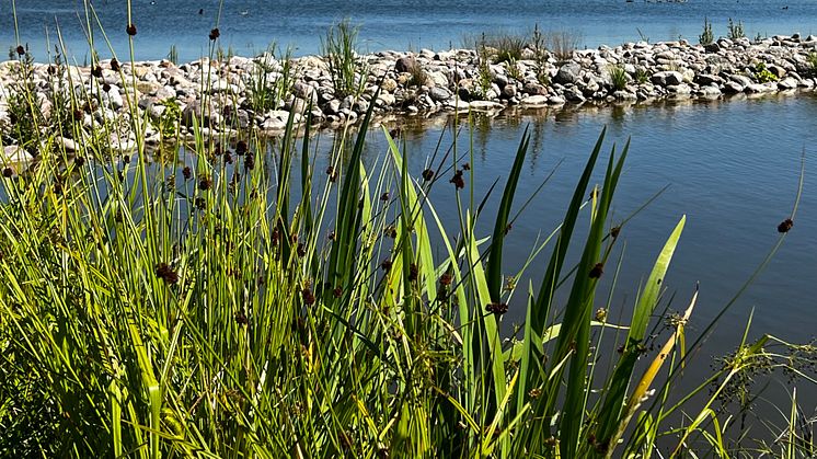 Strandmattor är monterade vid dammkanten.