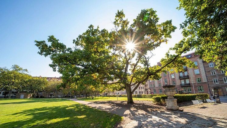 Foto: Helsingborgs stad