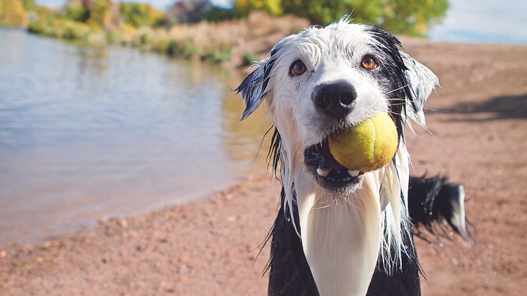 Maxi Zoo guide: Bien protéger les chiens de la chaleur en été