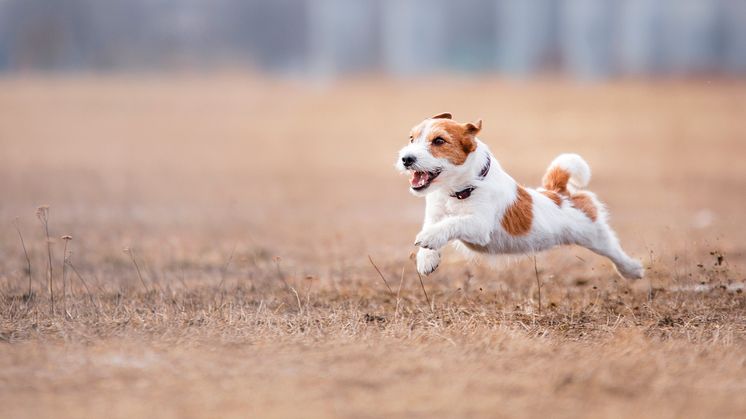 Rätt näringsintag är viktigt för den aktiva hunden. Foto: Doggy AB