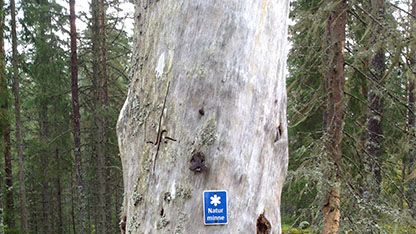 Dalarnas äldsta fridlysning av naturminne fyller 100 år  