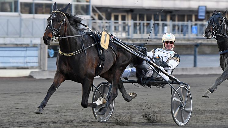 Per Nordströms Önas Prince är inbjuden till Elitloppet. Foto: TR Bild