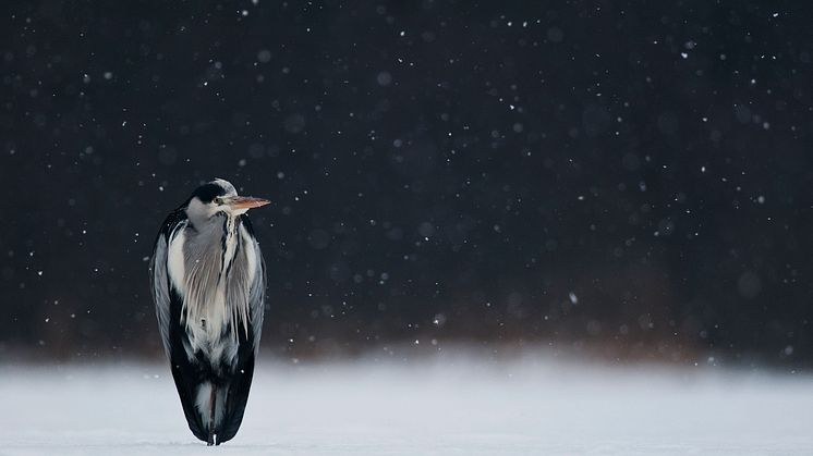 Rättelse datum - 14 JUNI delas naturfotostipendierna ut