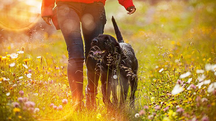 ​Hundar toppar formen – Varannan hundägare är ute och går 1–2 timmar dagligen