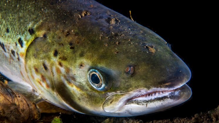 A salmon with several lice. Photo: Erling Svensen / Akvaplan-niva