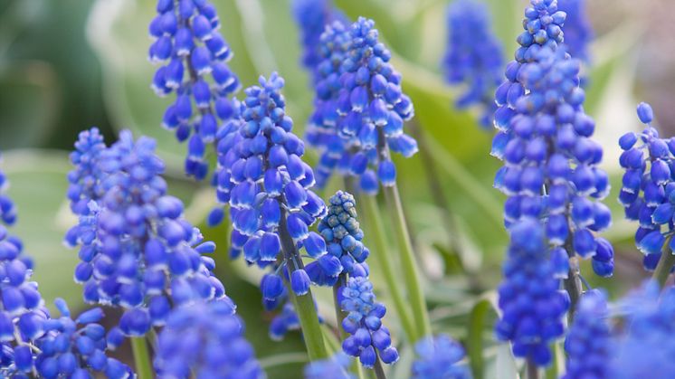 Blommande vårlök ger pollinatörerna vad de behöver - vilket är extra viktigt tidigt på säsongen. På bilden ser vi pärlhyacint.