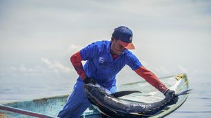 MSC inför strängare krav för certifierad tonfisk - andelen märkt tonfisk ökar lavinartat i Sverige