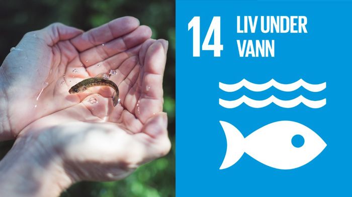 Som første næringslivspartner og en av grunnleggerne av handlingsplanen for havet, har Cermaq vært aktiv i formingen av FN Global Compact sin «Action Platform for Sustainable Ocean Business». 