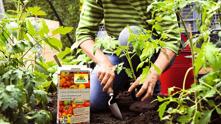 Azet Fertilizante Tomates_1kg_ES_IT_2034_1100000675_2-JPG 300DPI 2000 Pixel.jpg