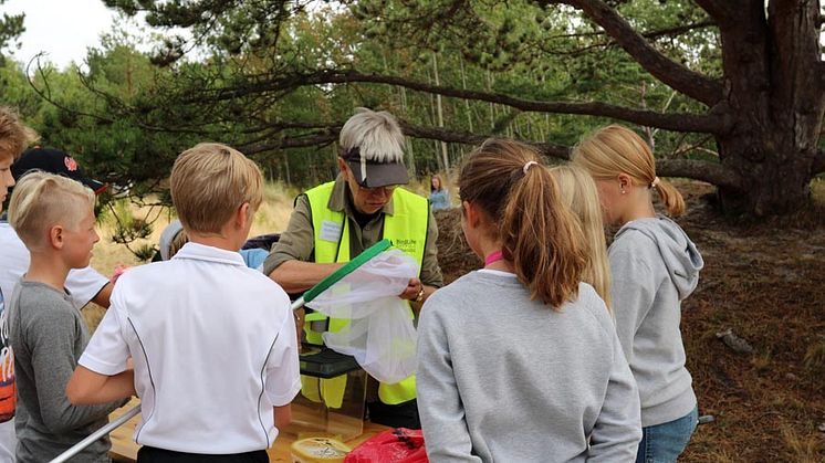 Håvning vid Naturpedagogiska dagarna 2018. Foto: Anette Barr.