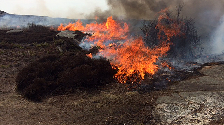 Ljundhedsbränning på Stora Amundö, foto Jeanette Hansson