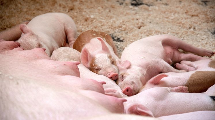 Norge troner øverst på listen over land med lavt antibiotikaforbruk i besetninger med matproduserende dyr.