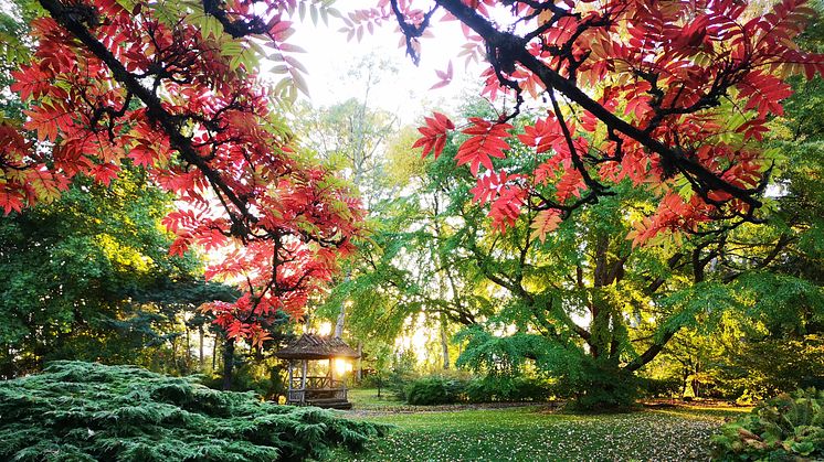 Japanska trädgården