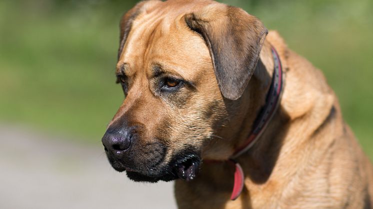 Det kan vara svårt att motstå bedjande hundögon, men var noga med så att hunden inte får för mycket av det goda.