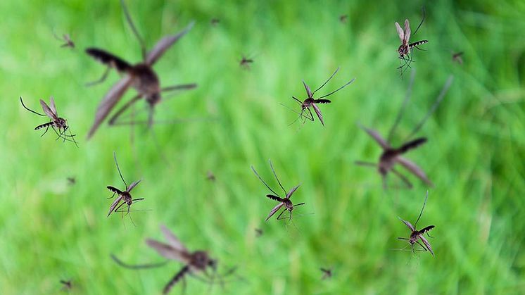 Vilken nytta gör egentligen myggor? Foto Shutterstock.
