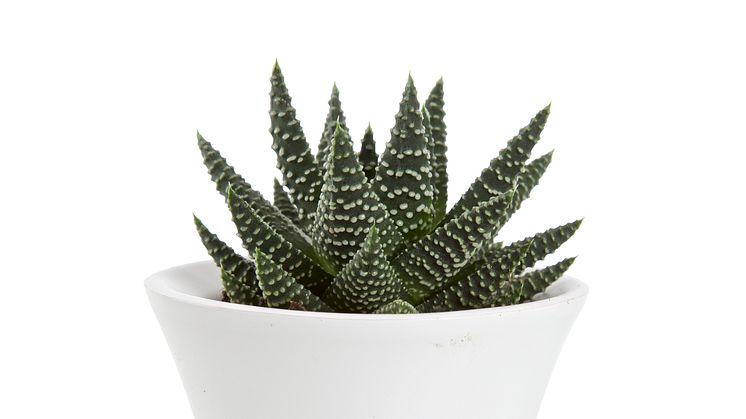 Borstaloe