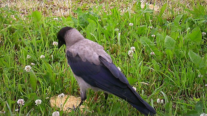 A crow having found the feeding bowls. Photo from a surveillance camera. (Photo: SLU)