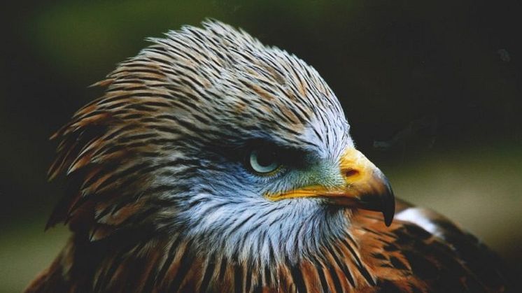 “The colours are cool. It’s an awesome bird of prey and he looks like he’s about to go somewhere”. Fotograf Oliver Hellowell