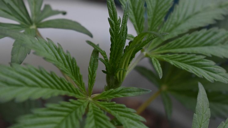 Prøv CBD som et alternativ til kosttilskud