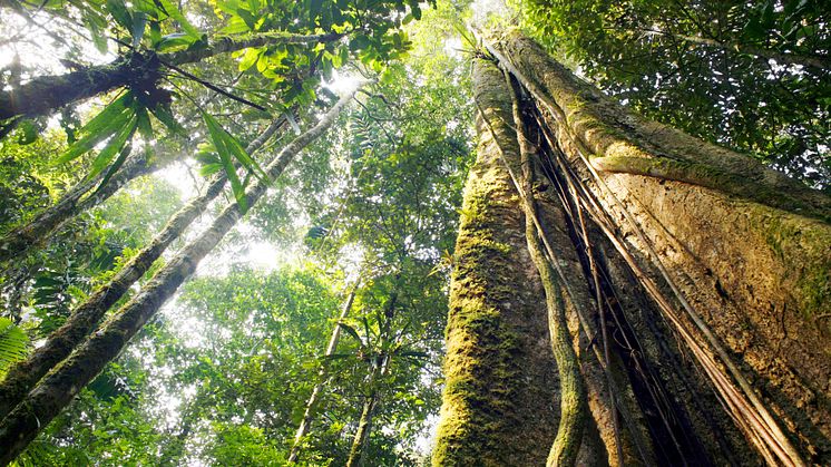 Kulstoflager: Træer  fungerer som kulstofoptager og lager, der absorberer omkring 2 mia tons kuldioxid hvert år.