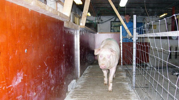 Mindre halt för framtidens grisar?
