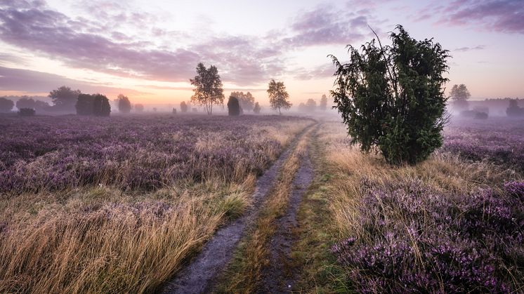 Lüneburg: Der Weg durch die Lüneberger Heide und dessen Natur bei Nebel © TMN / Markus Tiemann