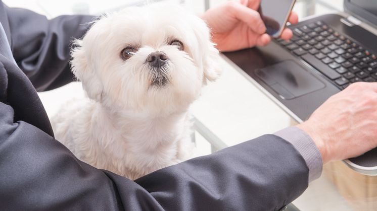 Kontorshotellet World Trade Center Göteborg erbjuder en hel korridor för hyresgäster med hund