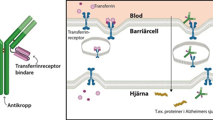 För att behandla sjukdomar i hjärnan måste antikropparna först ta sig förbi den hindrande blod-hjärnbarriären.
