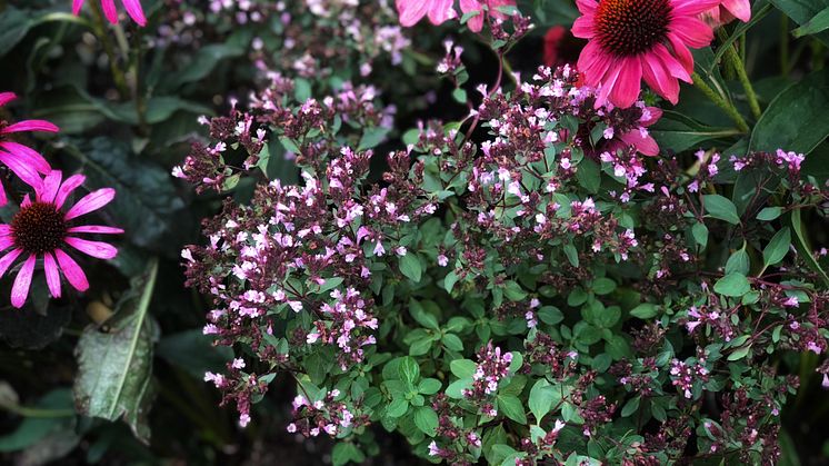 Givna sällskapsväxter i violett är  solhatt, Echinacea; kärleksört, Hylotelephium; grekvädd, Knautia macedonica.