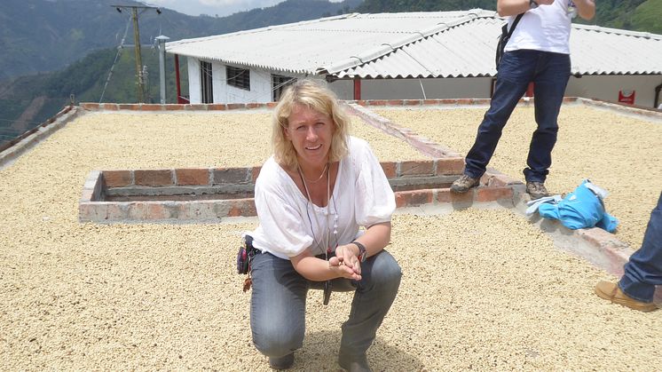 Sjunkande kaffepriser och klimatförändringar slår hårt mot småodlarna säger Minette Rosen, råkaffeansvarig på Zoégas.