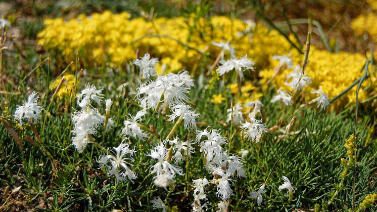 Skånsk sandnejlika Dianthus arenarius subsp. arenarius. Foto: Gabrielle Rosquist.