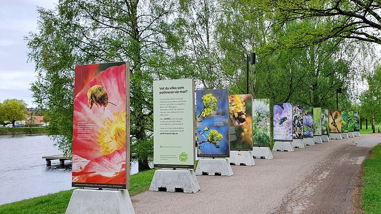 Utställningen SURR från Pollinera Sverige står vid Sandgrund i Karlstad.