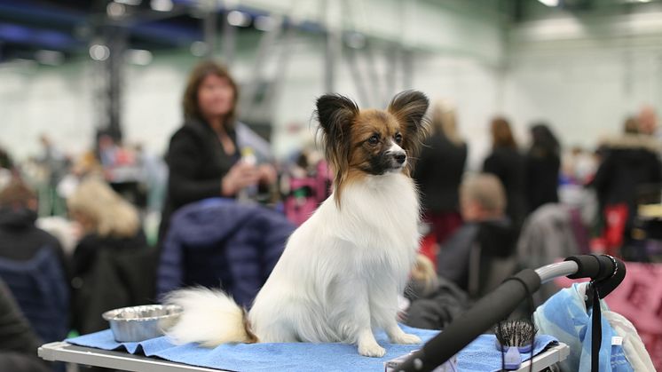 Snart dags för årets stora hundfest Stockholm Hundmässa. Foto: Jenny Jurnelius