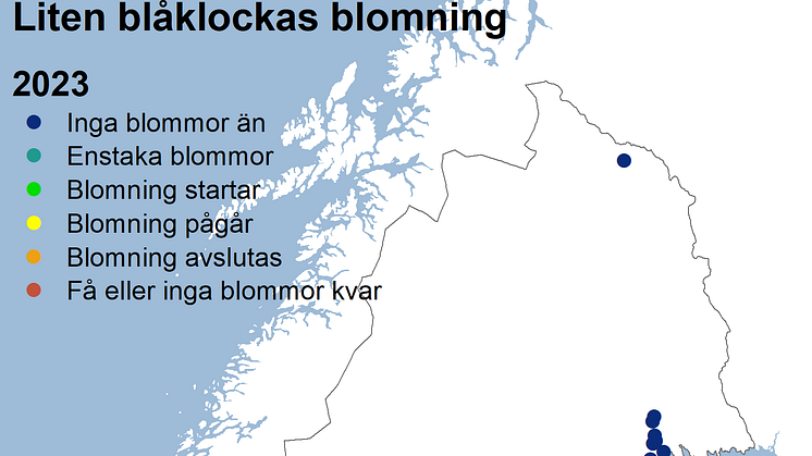 fsk_blåklocka2023_vit