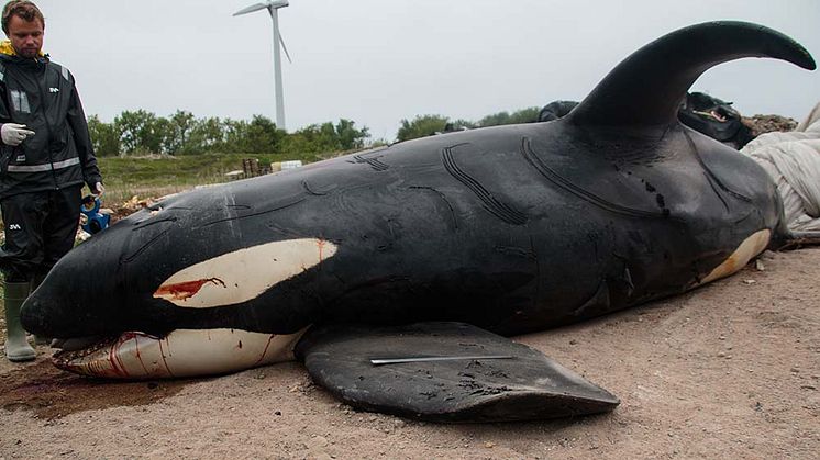 Den 18 maj hittades en död späckhuggare i Hunnebostrand. I ett första skede undersöktes den av patologer och biologer från Statens veterinärmedicinska anstalt (SVA). Skallen förvaras nu på Naturhistoriska riksmuseet i Stockholm. Foto Jimmie Lindell