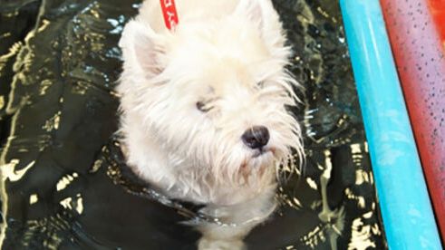 Hund i water treadmill