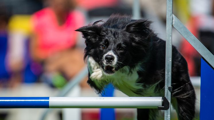 Bild från Agility-SM 2019. Fotograf: Joakim Persson, JPFoto.se