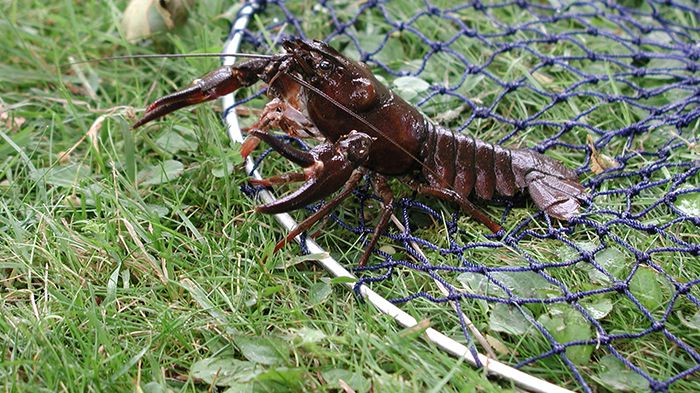 Kräftfiske i Örebro fredag den 2 september