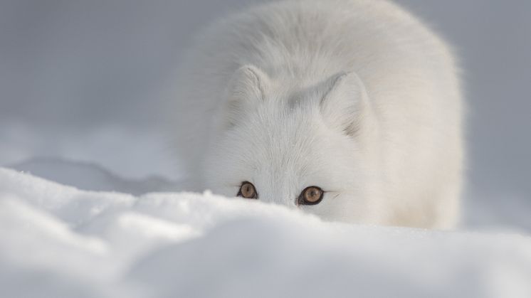 Fjällrävens överlevnad är hotad, bland annat av rödräv som flyttar längre norrut och tränger undan fjällräven. Foto: Andy_Astbury/iStock