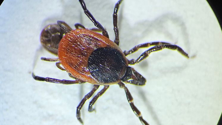 Vanlig fästing (Ixodes ricinus) kan bära på TBE-viruset. Foto: Tove Hoffman