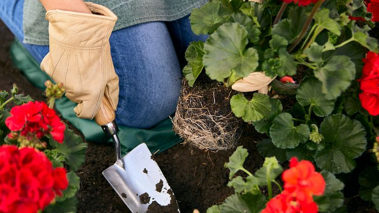 Pelargoner fungerar också utmärkt i rabatten. Foto: Pelargonium for Europe