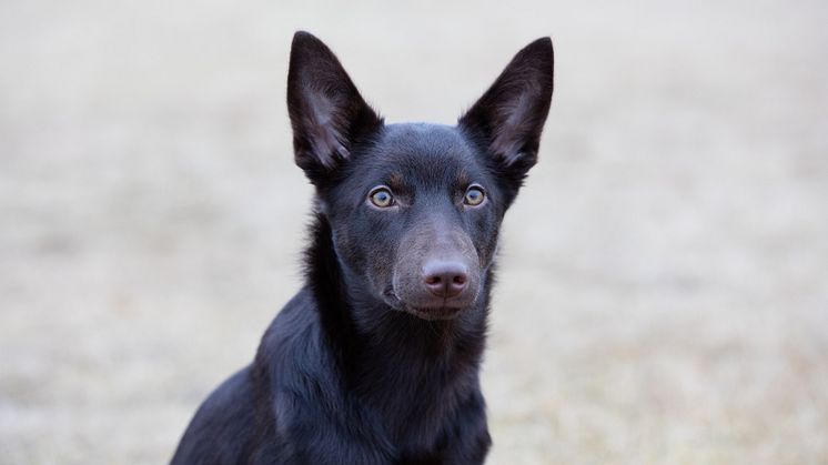 Australian kelpie 